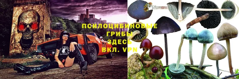 Псилоцибиновые грибы MAGIC MUSHROOMS  где купить наркотик  Красноармейск 